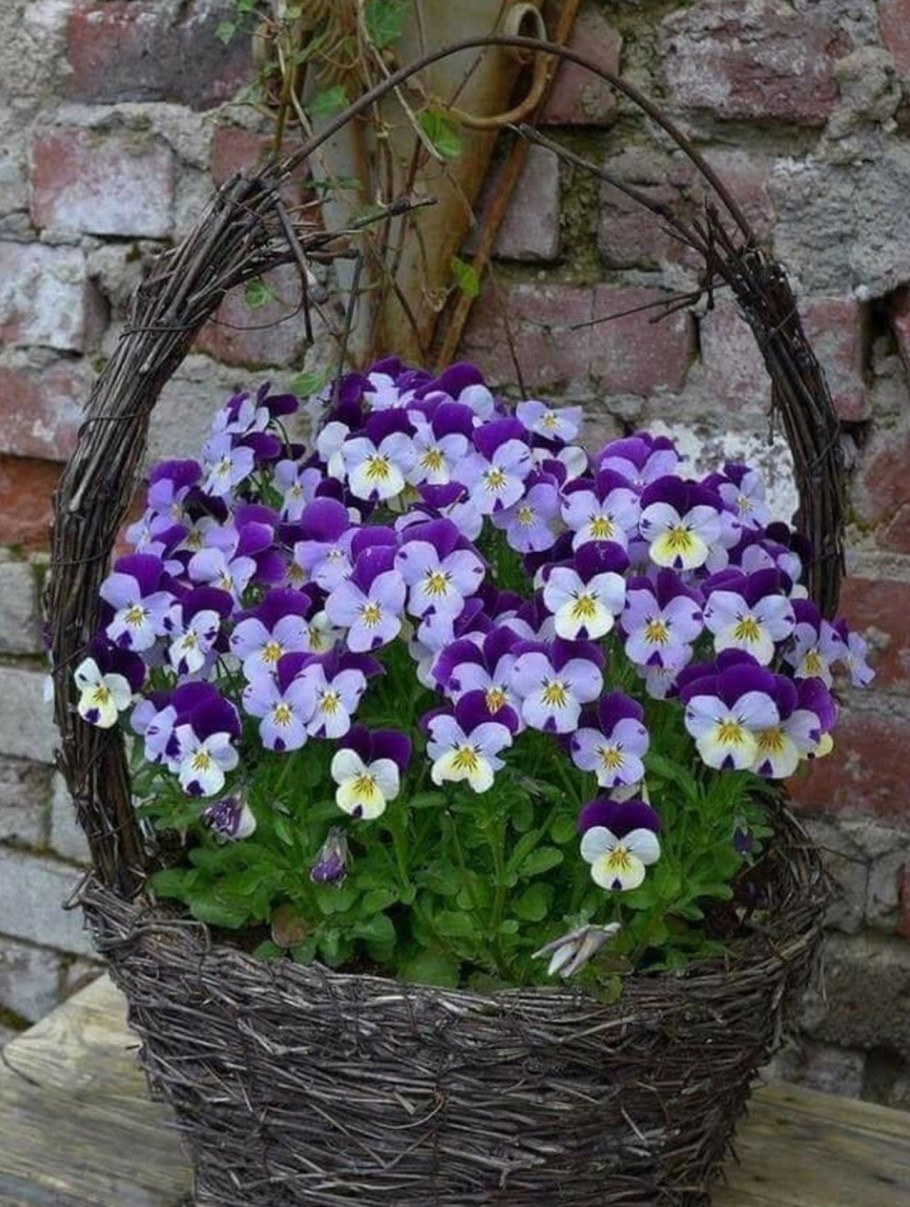 Анютины глазки Виола клумба