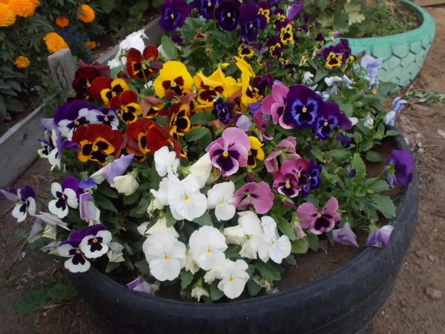 Виола Виттрока Блэк