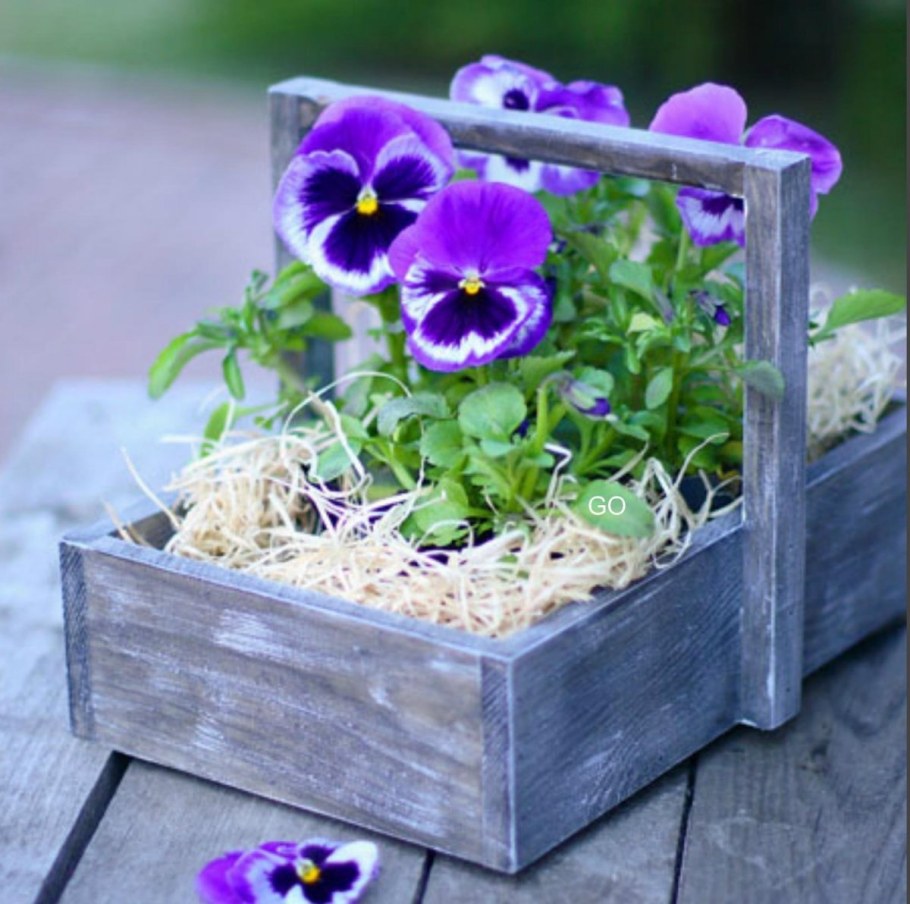 Петунья и Анютины глазки