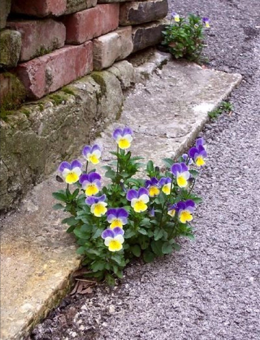 Виола бордюрная