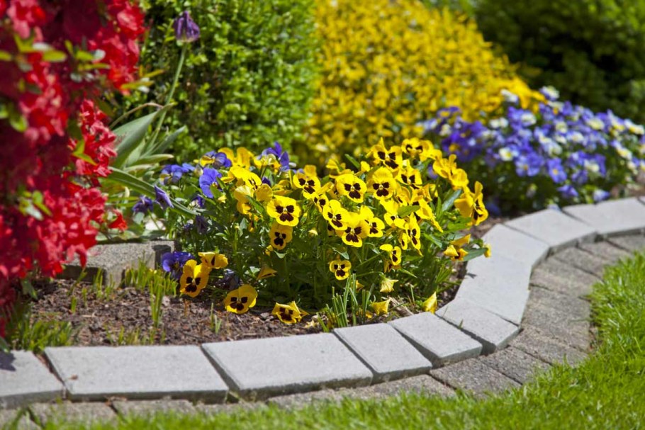 Клумба Сальвия алиссум цинерария