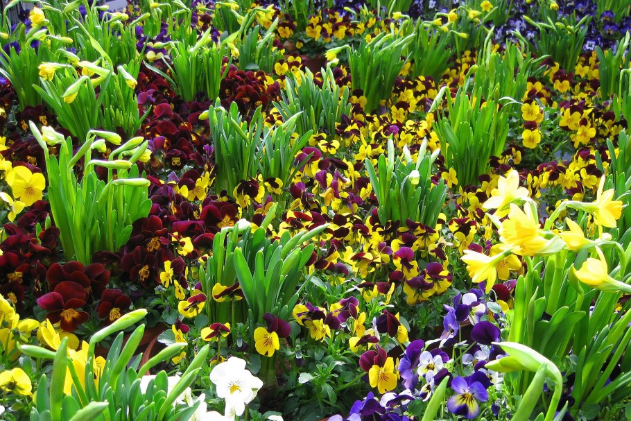 Ирис примула цветник