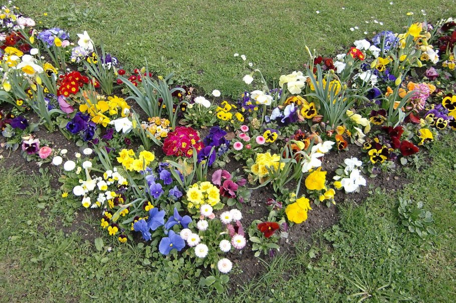 Виола Виттрока миксбордер