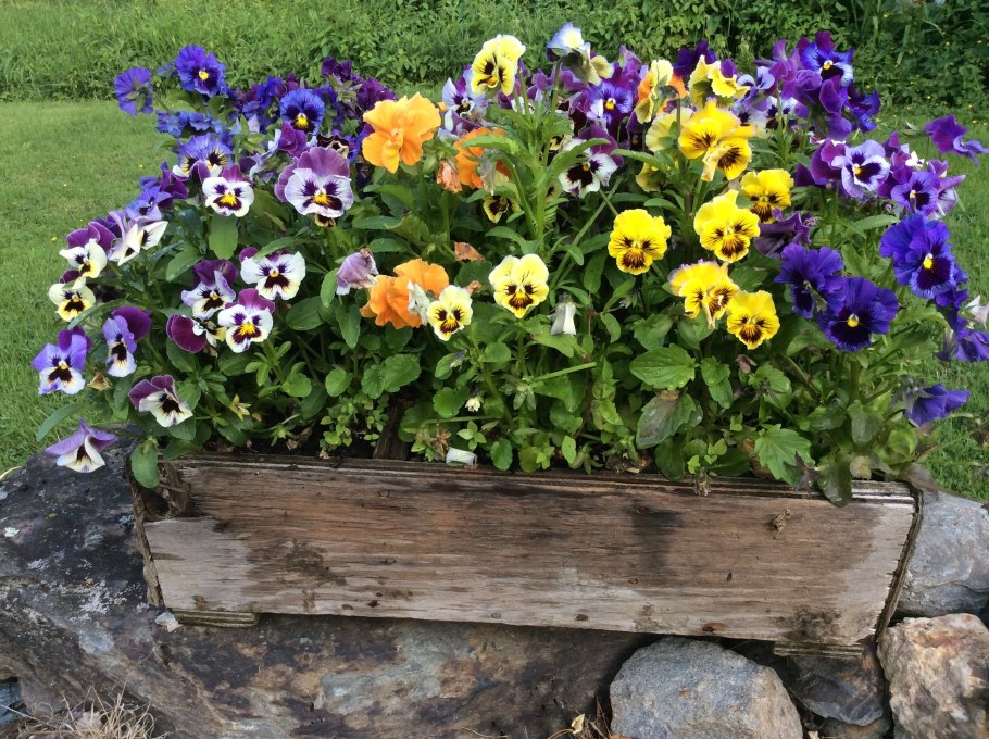 Фиалка рогатая Пинк Хало