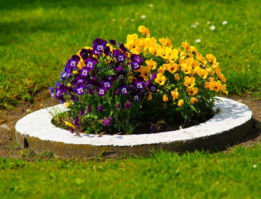 Анютины глазки Виола клумба