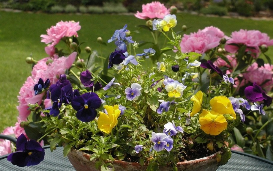 Петуния Виола Виттрока