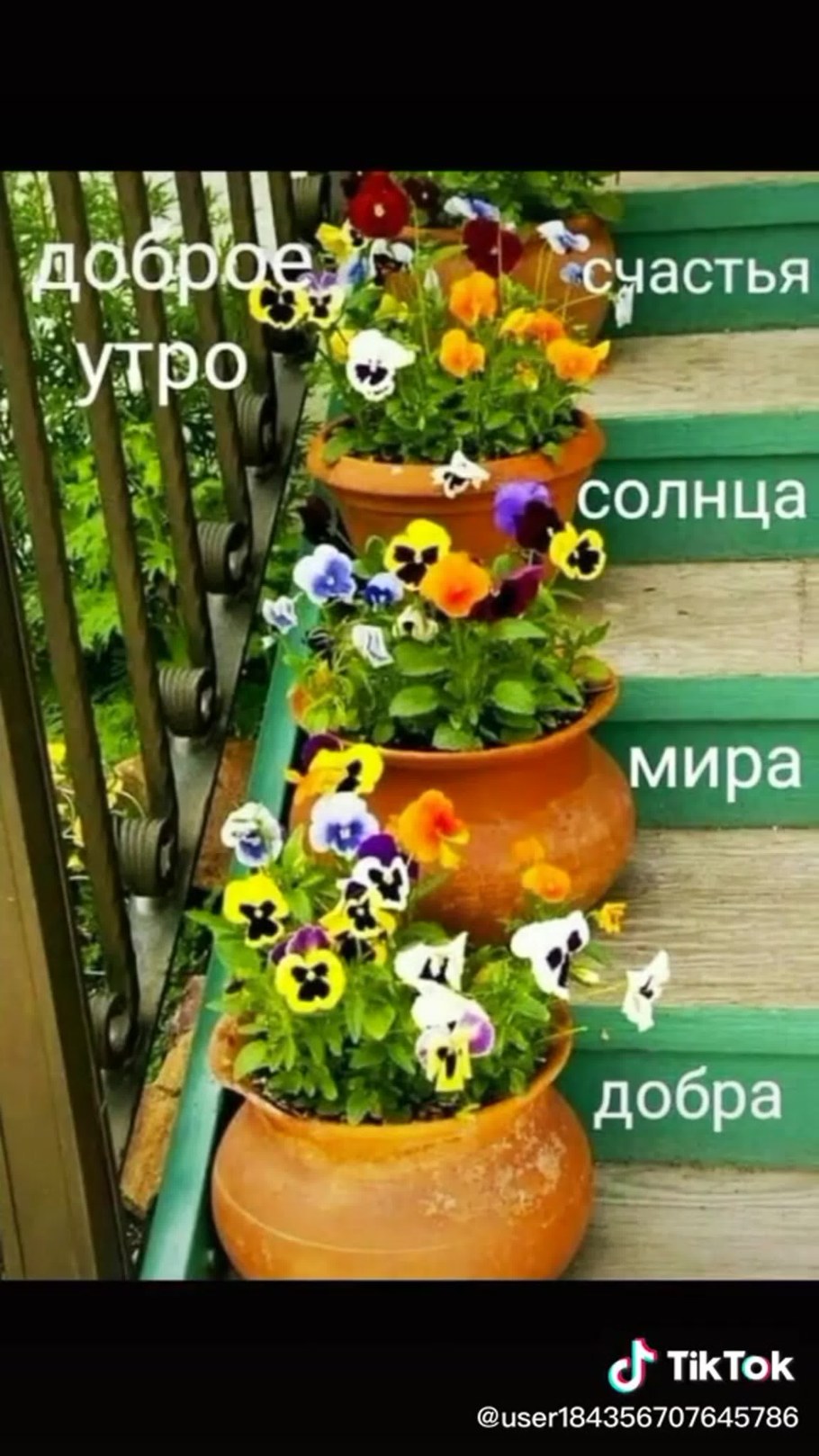 Анютины глазки Виола клумба