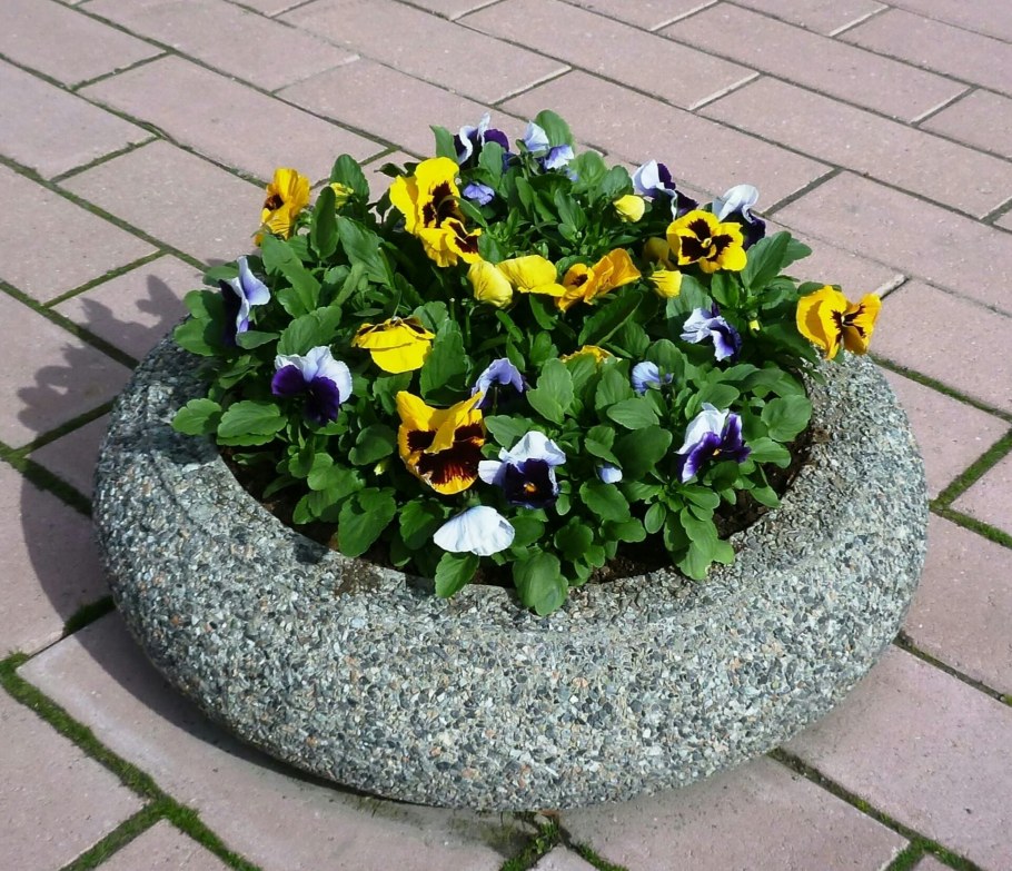 Анютины глазки на клумбе