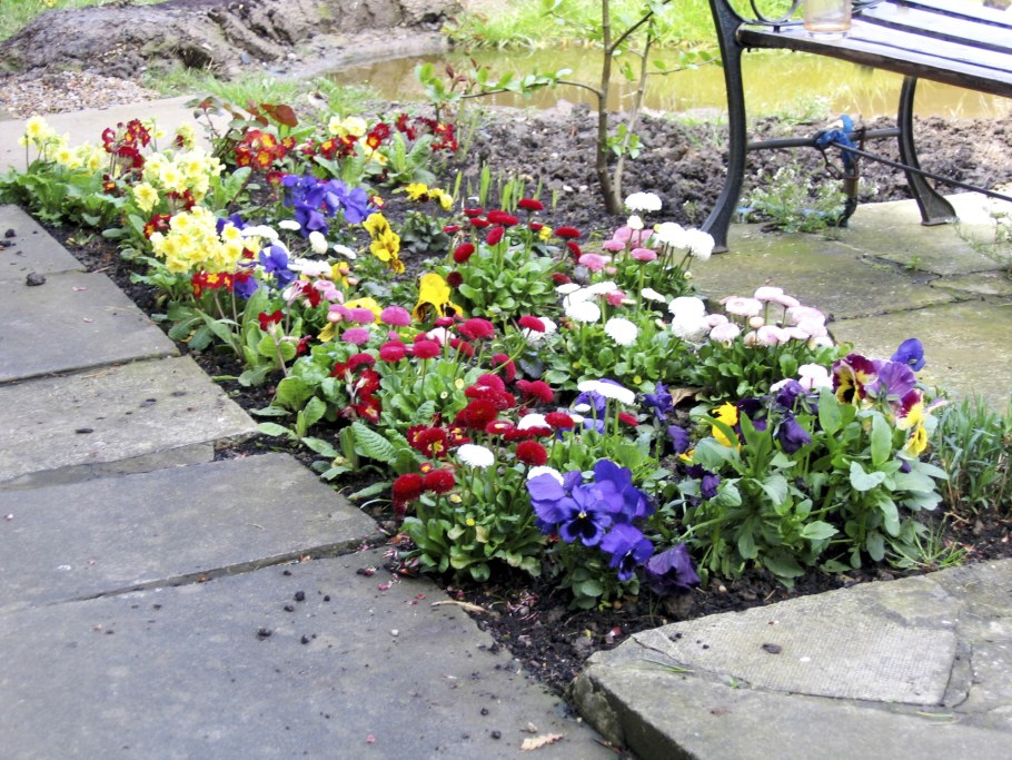 Клумба алиссум и Анютины глазки