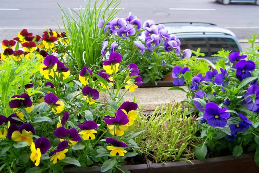 Виола Виттрока на клумбе