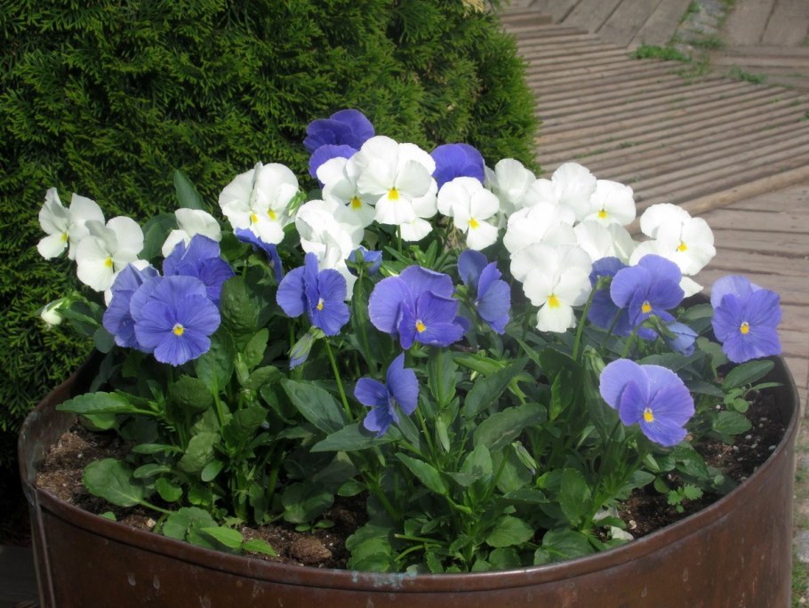 Виола Виттрока Германика