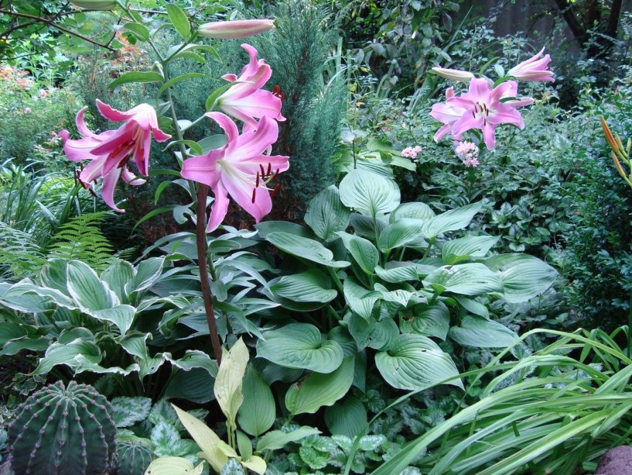 Прямоугольная клумба хосты лилейники лилии