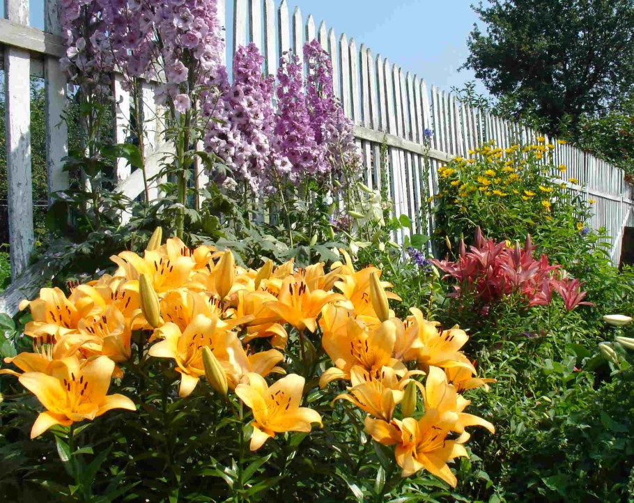 Палисадник роза лилейник Хоста