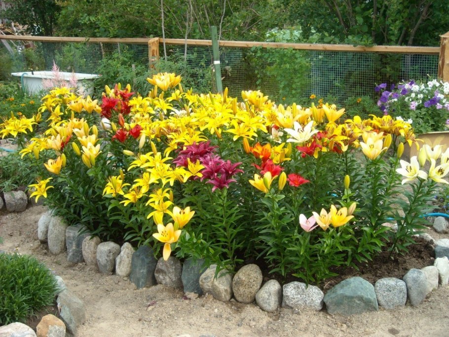 Лилейники Сплендер