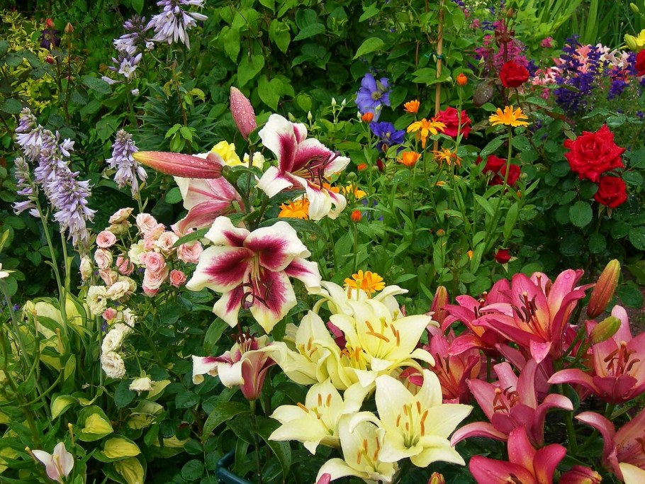 Клумба Флоксы лилии лилейник