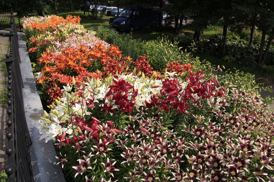 Клумба Флоксы,лилии,Хоста