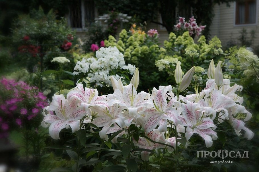 Лилия Лавандовая Горная