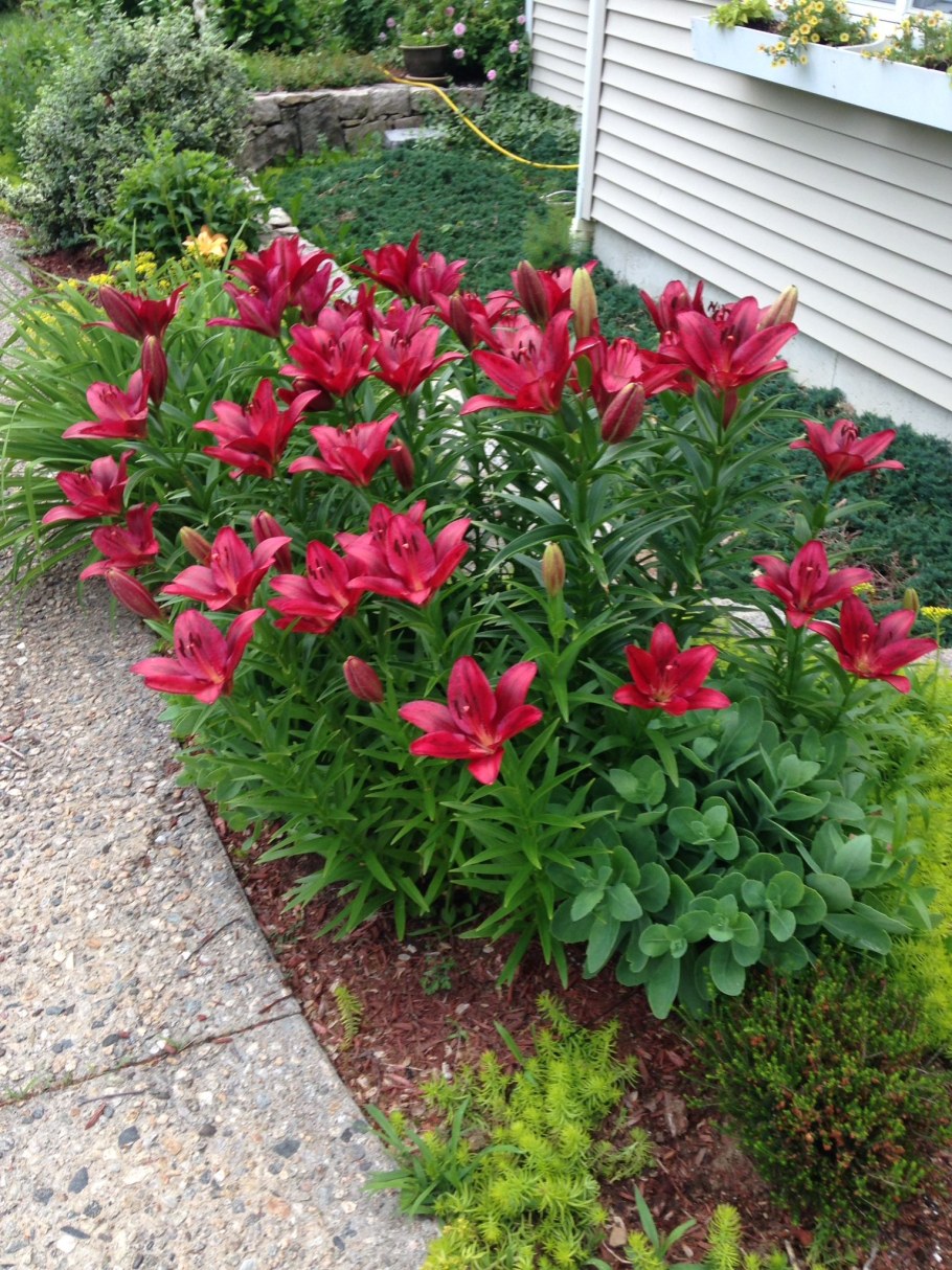 Цветник лилейник пион Лилия Хоста