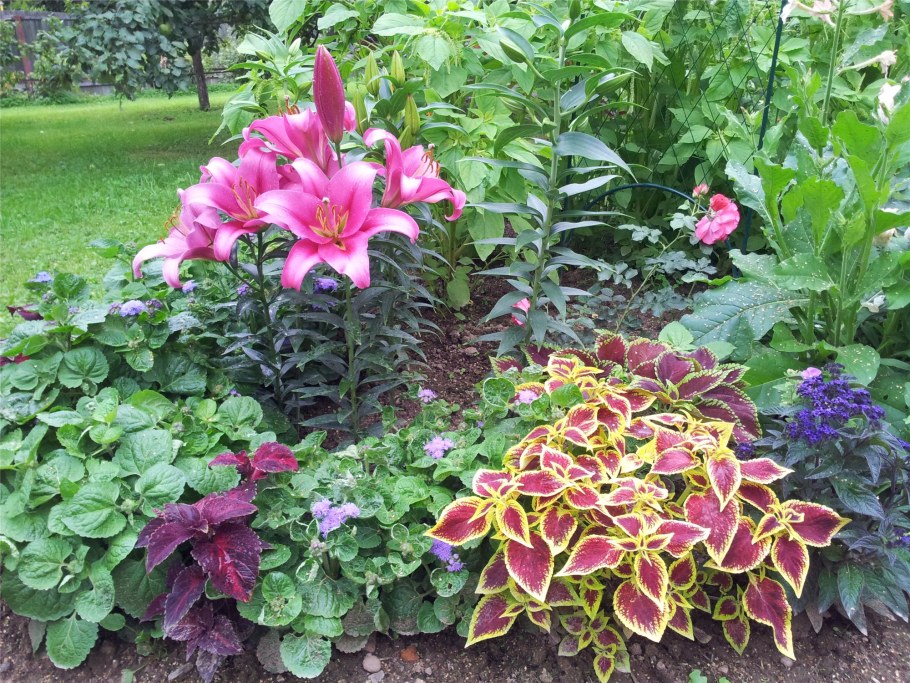 Палисадник роза лилейник Хоста