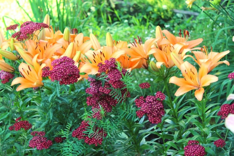 Флоксы лилии и рудбекия