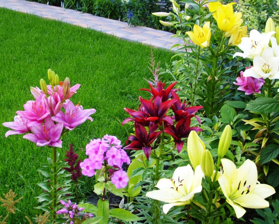 Лилия Олимпик торч