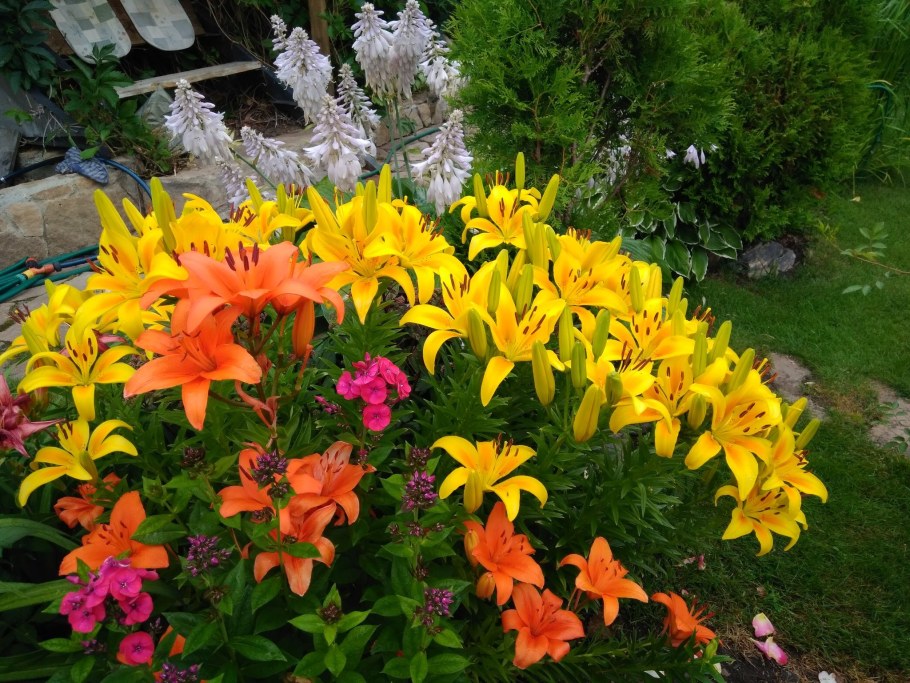 Цветник розы лилейники лилии