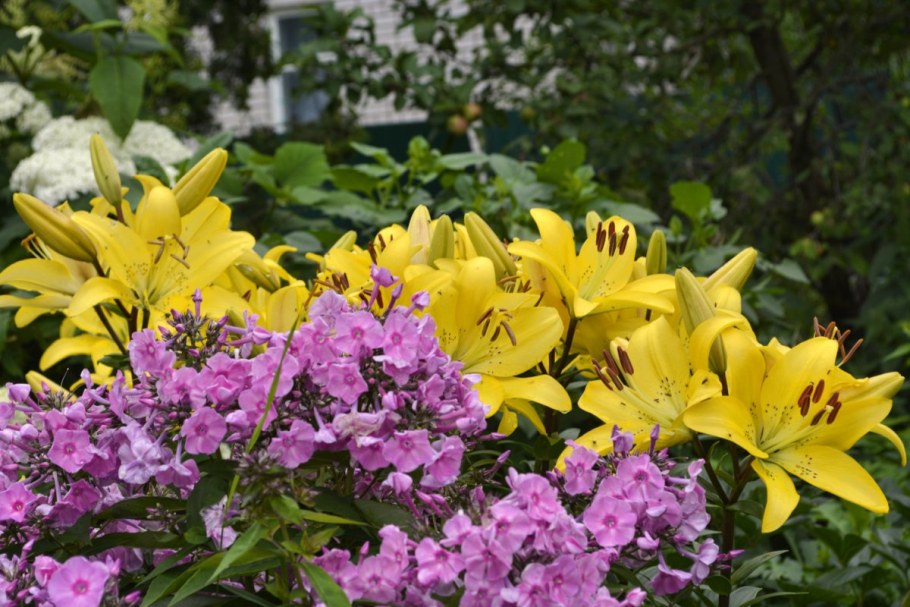 Клумба лилии и Флоксы