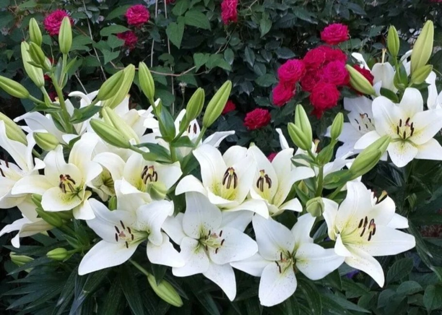 Лилия Лорето в ландшафте