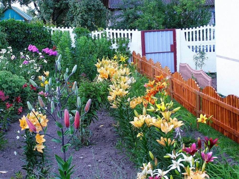 Клумба роза лилейник георгин