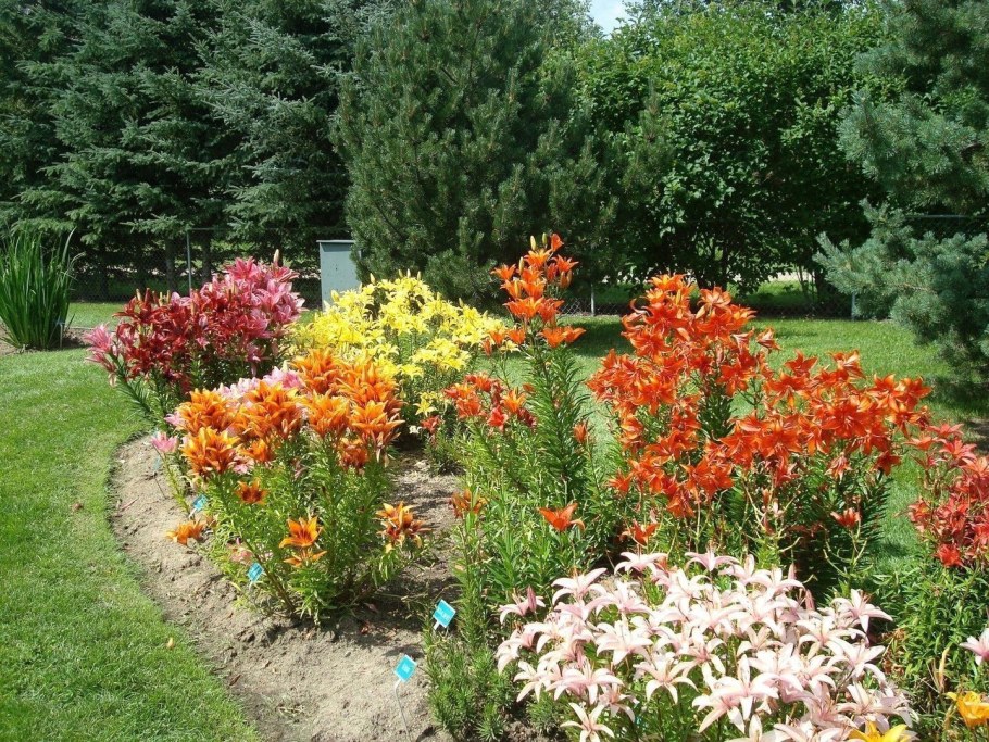 Лилия Менорка в ландшафтном дизайне