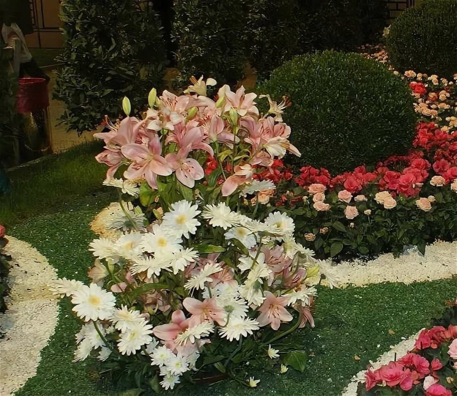 Клумбы розы, хризантемы, Юкки