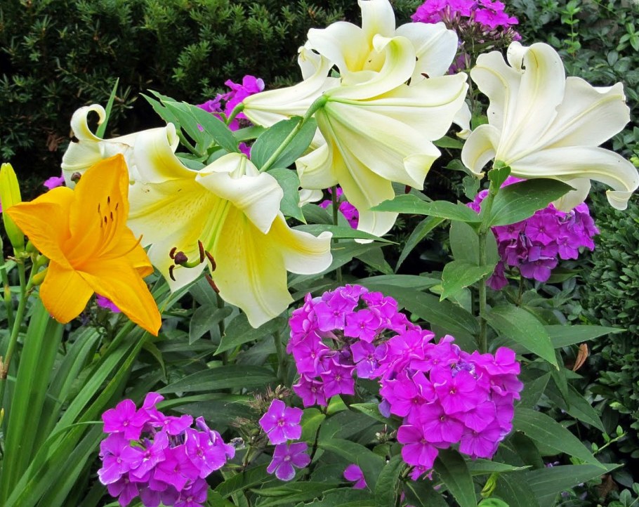 Клумба Флоксы лилии лилейник