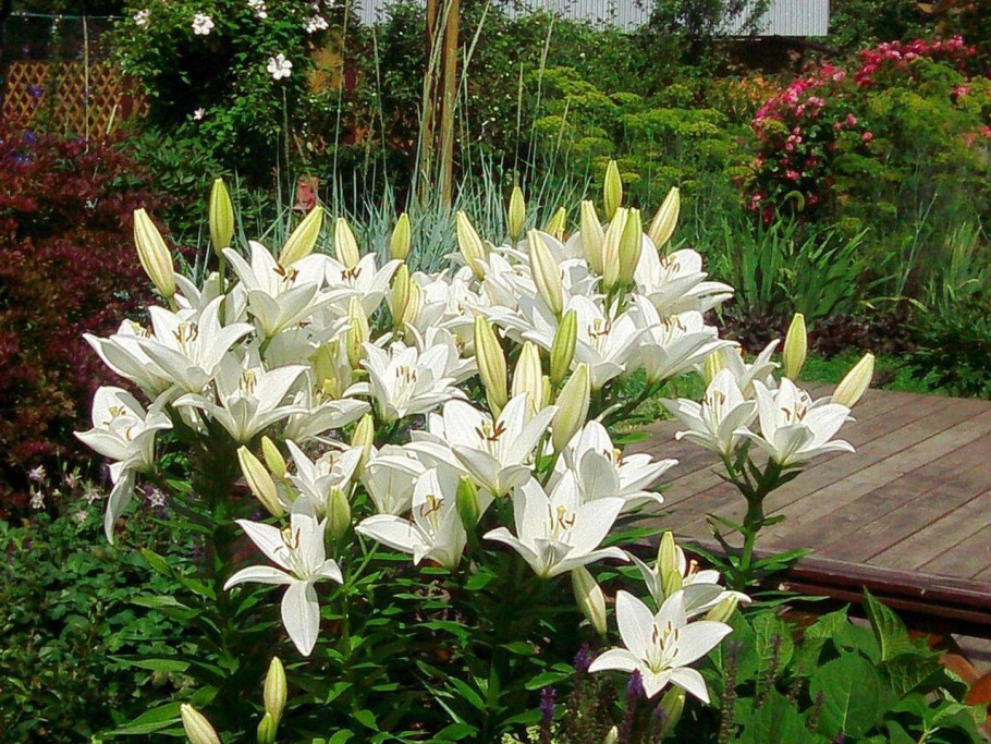 Лилия Тинос (азиатская)