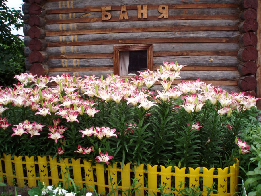 Лилии бабушкиных палисадников