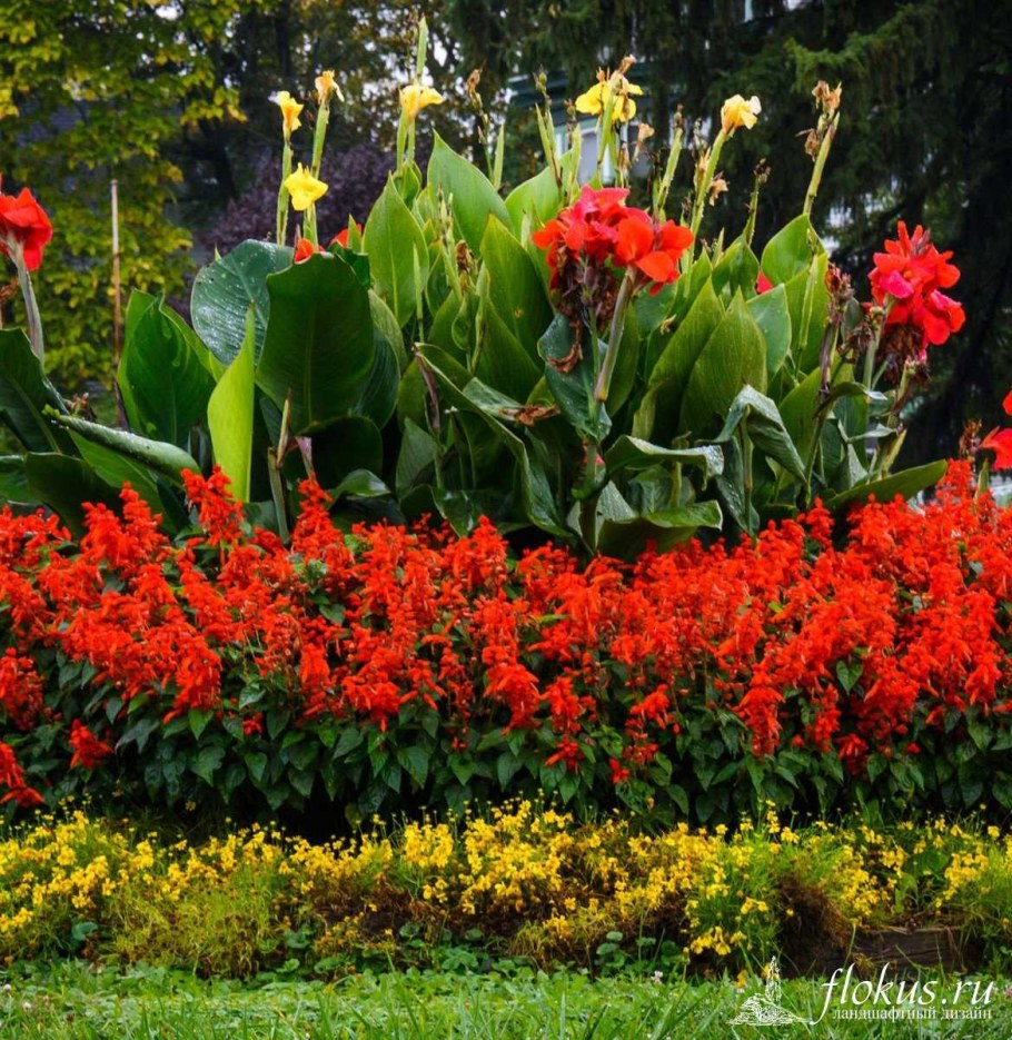 Канна рабатка