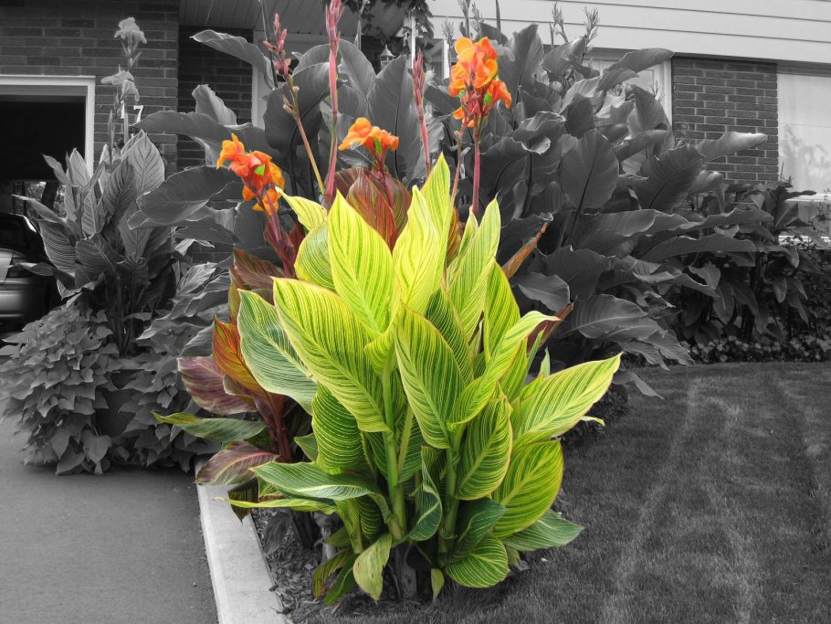 Канна Претория