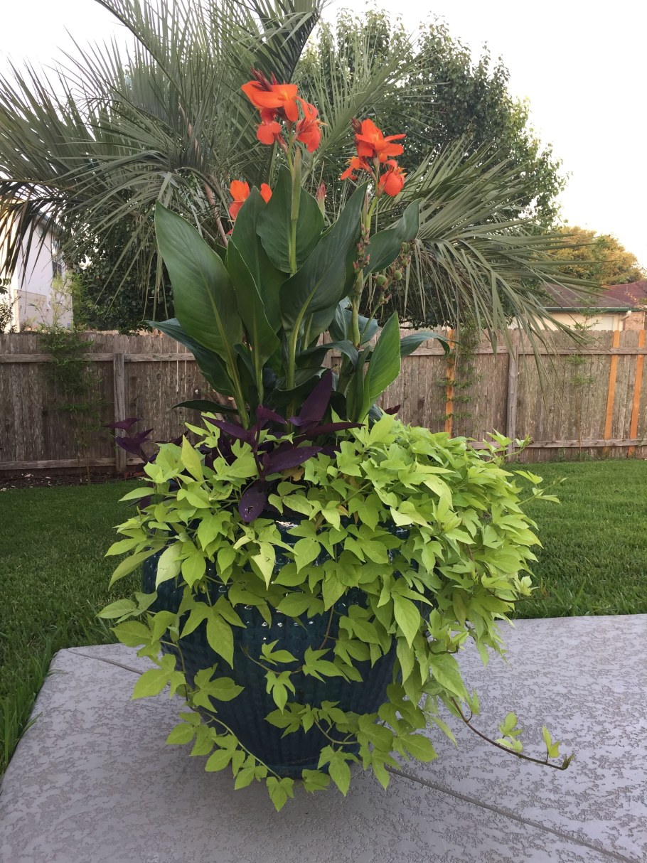 Лилия Канна