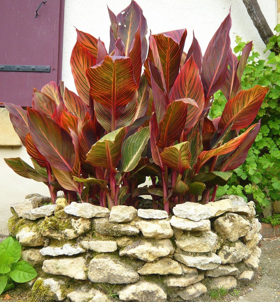 Цветок Кана в ландшафте