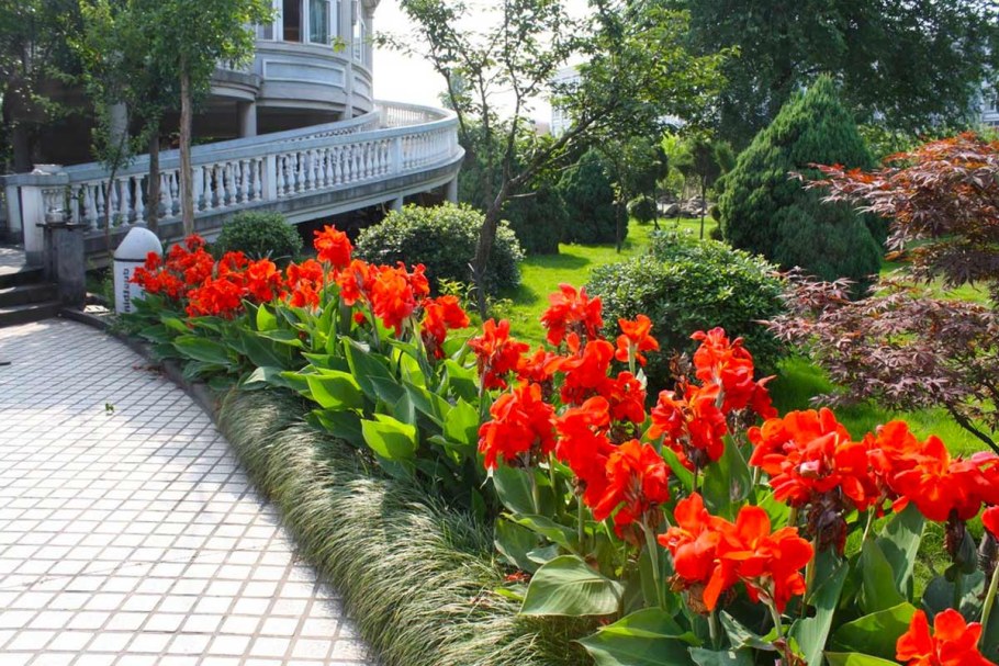 Канны цветы на клумбе