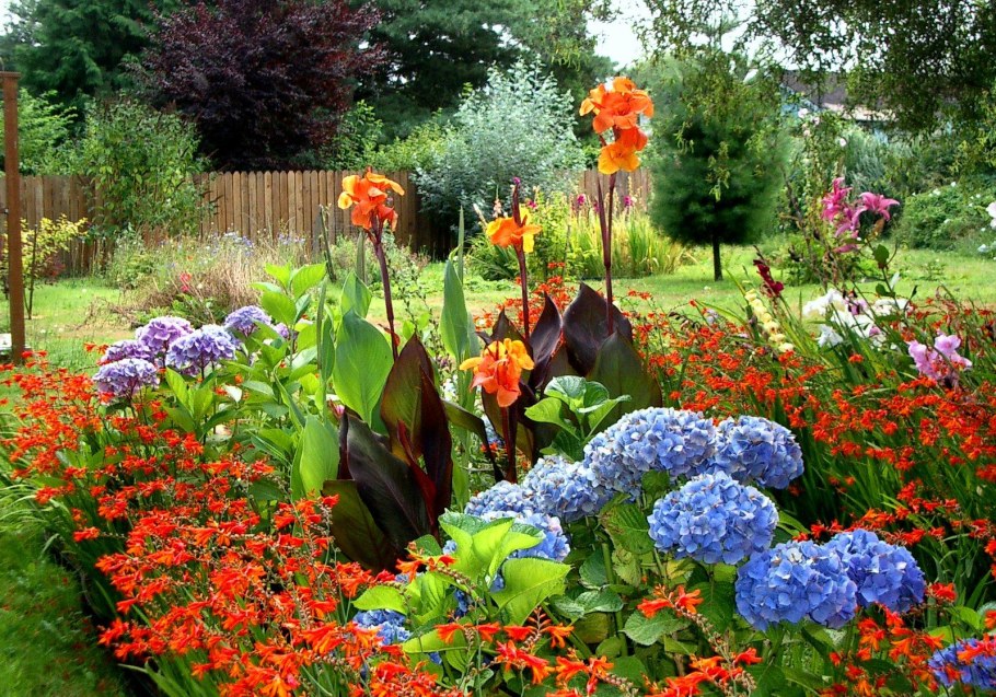 Канны на клумбе