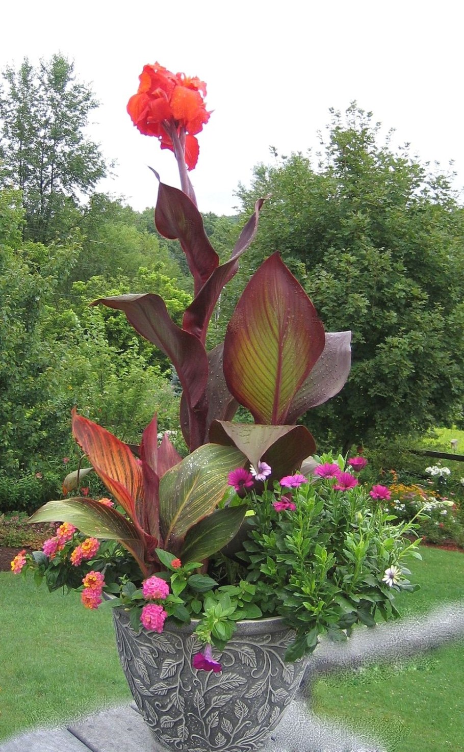 Канна краснолистная