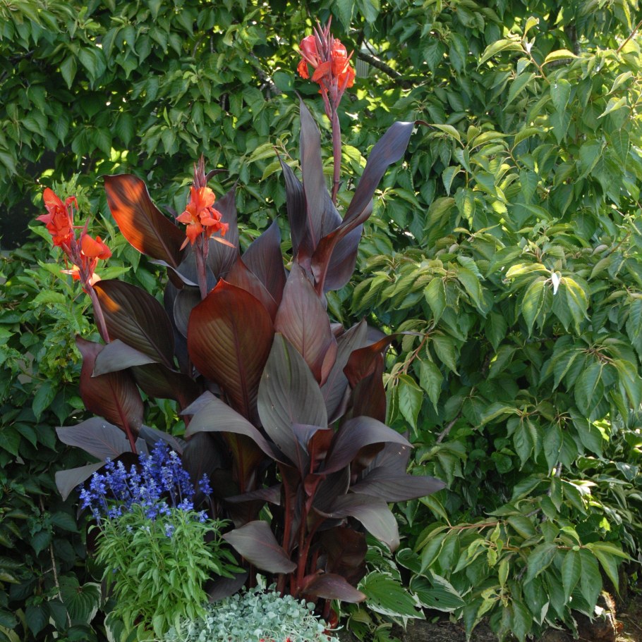 Канна цветок краснолистая краснолистная