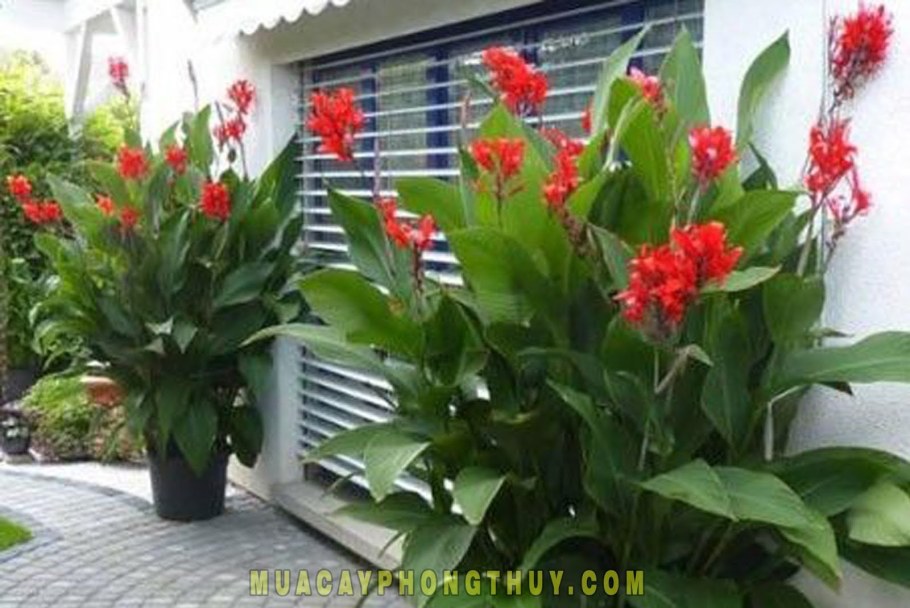 Цветок Канна Австралия