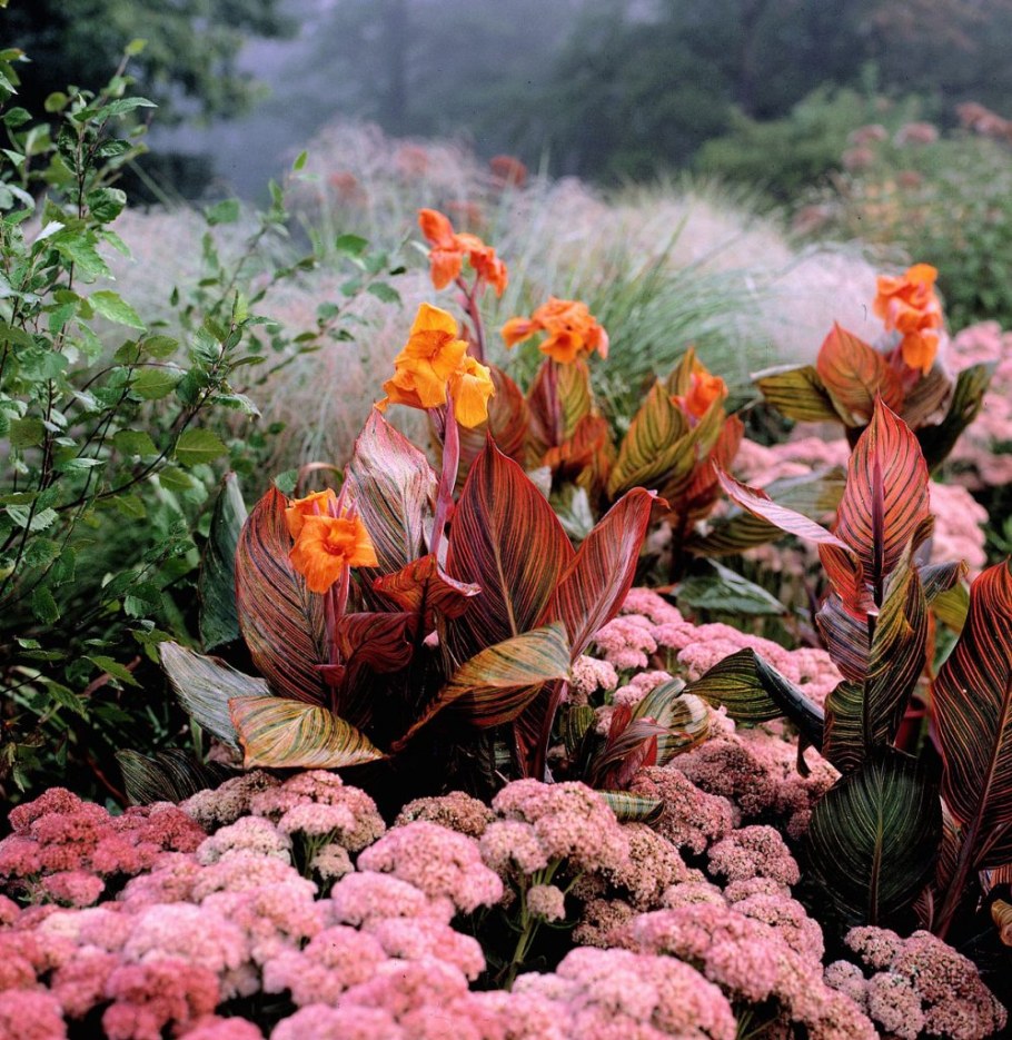 Канна на клумбе