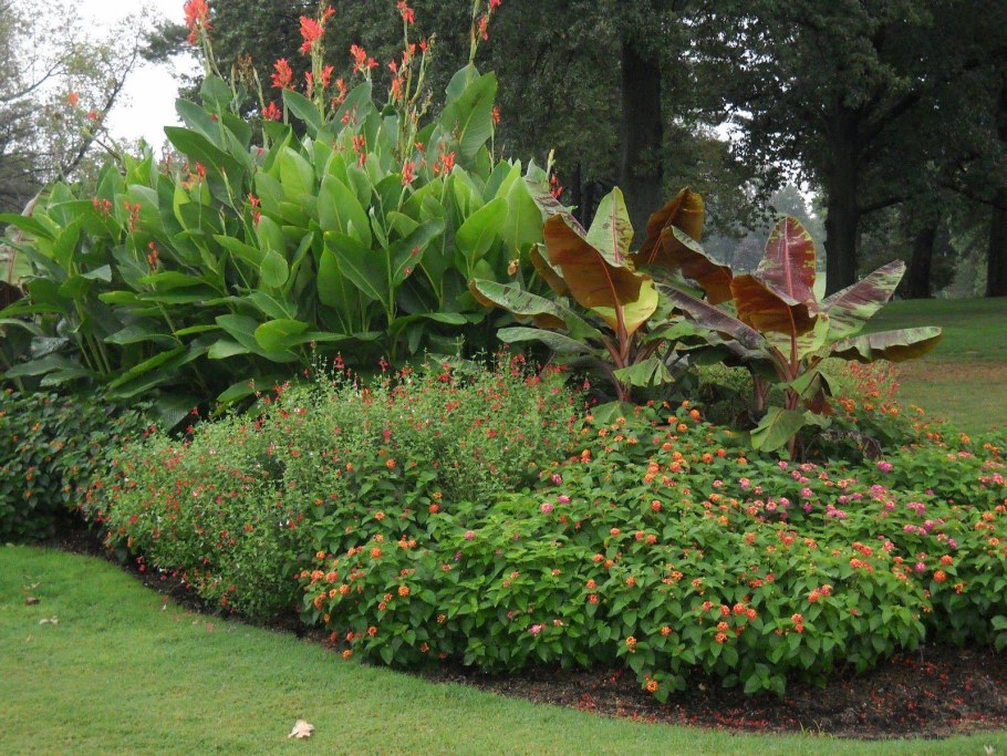 Клумба Юкка Канна