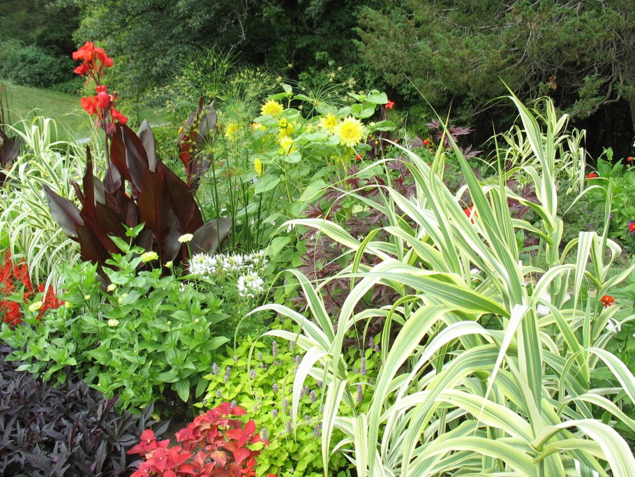 Канны в миксбордерах