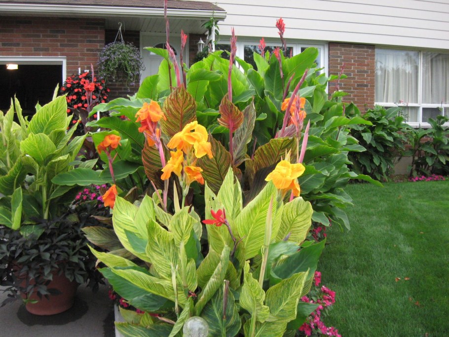 Канна вариегатная