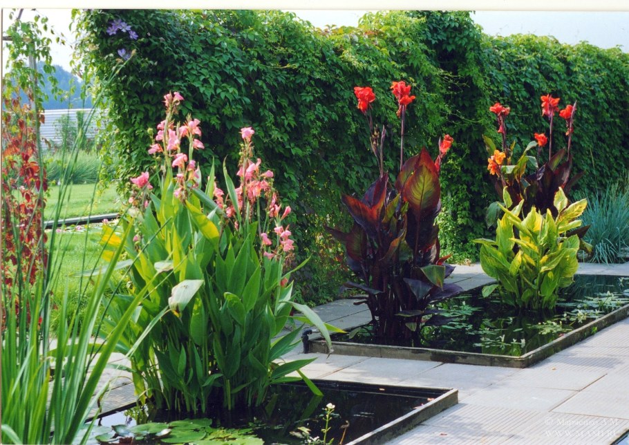 Клумба Юкка Канна