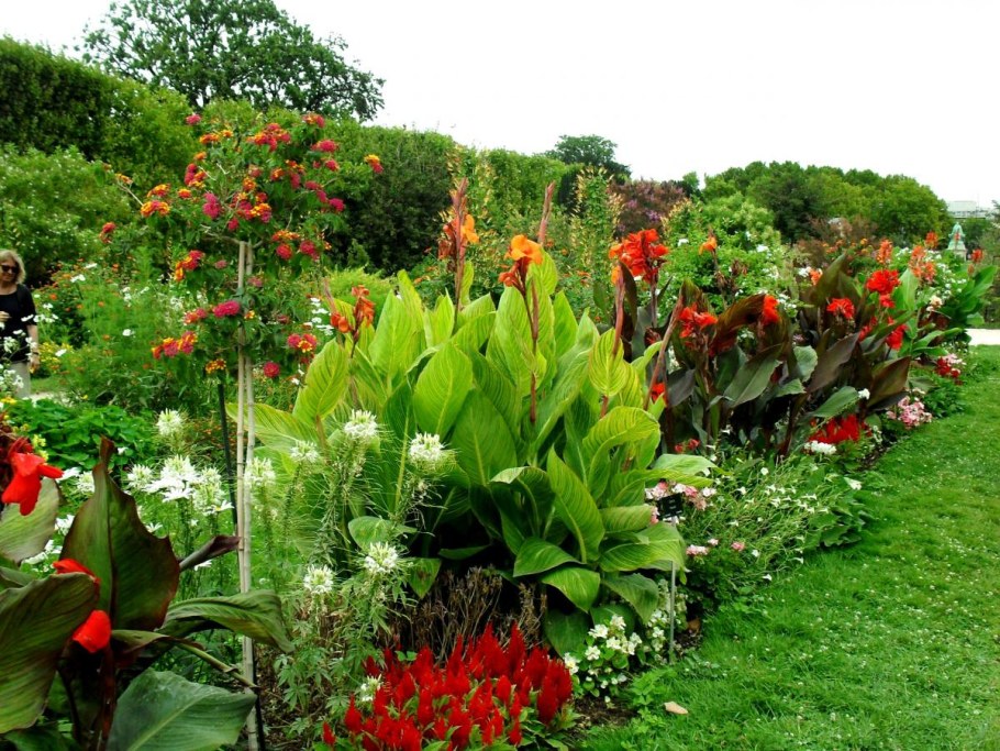 Канна рабатка