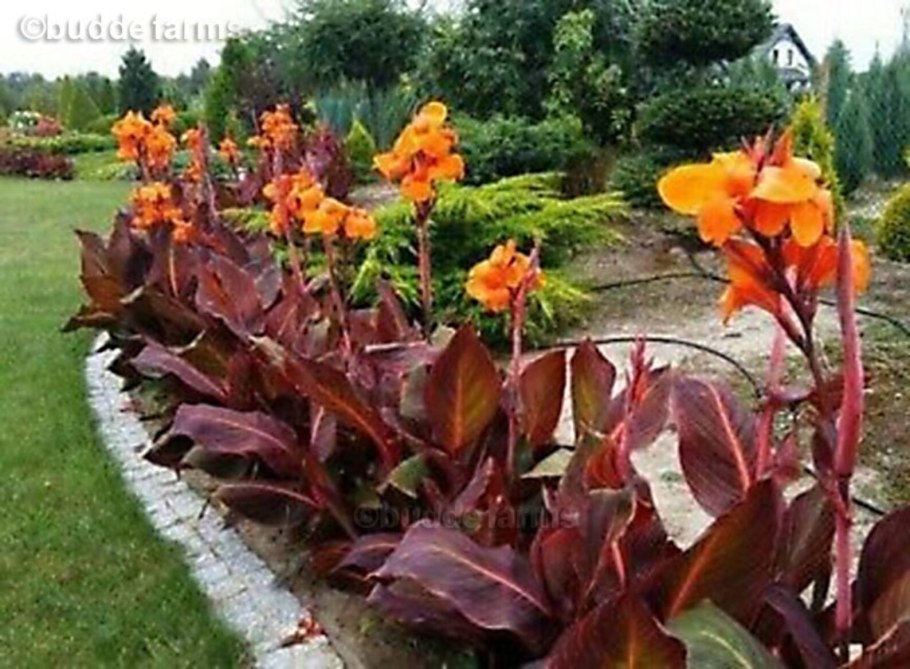 Канна Вайоминг на клумбе